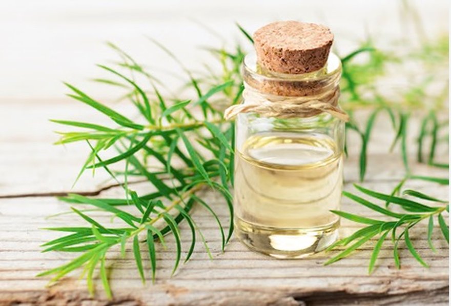 Tea tree oil with fresh tea tree branches, a natural remedy for ingrown hairs